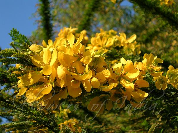 Desert Cassia